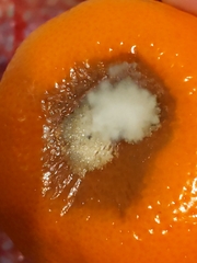 Penicillium digitatum