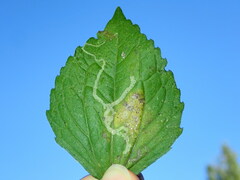 Phytomyza syngenesiae