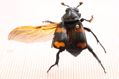 Nicrophorus distinctus