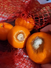 Penicillium digitatum