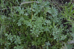 Acmispon denticulatus