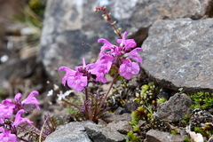 Pedicularis amoena