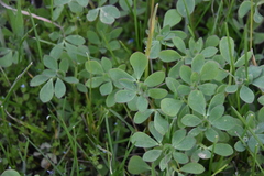 Acmispon denticulatus