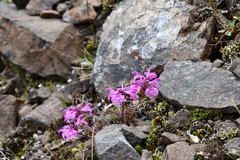 Pedicularis amoena