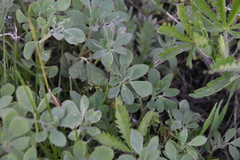 Acmispon denticulatus