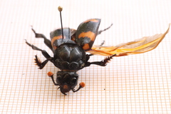 Nicrophorus distinctus