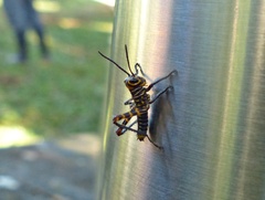 Tropidacris cristata grandis