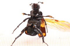 Nicrophorus distinctus