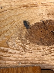 Melacoryphus lateralis