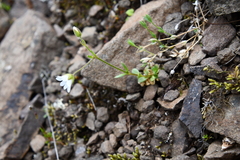 Cerastium bialynickii