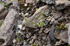 Cerastium bialynickii