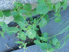 Phytomyza syngenesiae