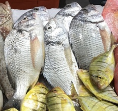 Acanthopagrus arabicus