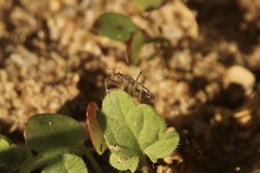 Nabis roseipennis