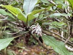 Clermontia parviflora