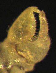 Ctenarytaina insularis