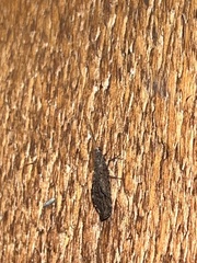 Eremochrysa punctinervis