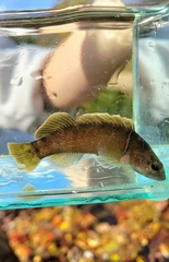 Etheostoma maculatum