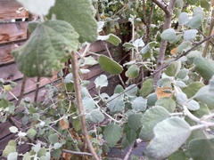 Malacothamnus jonesii