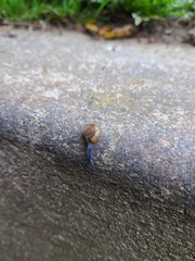 Oxychilus draparnaudi