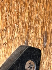 Eremochrysa punctinervis