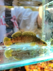 Etheostoma maculatum