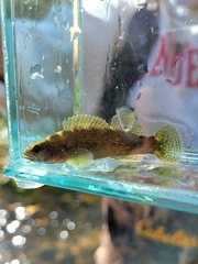 Etheostoma maculatum