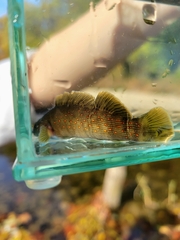 Etheostoma maculatum