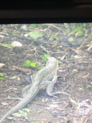 Ameiva praesignis