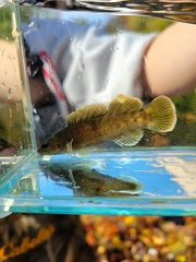 Etheostoma maculatum