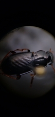 Harpalus cordifer
