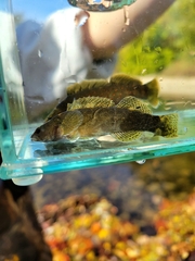 Etheostoma maculatum