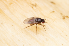 Sphaeroceridae