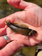 Etheostoma maculatum