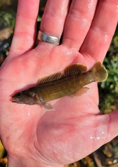 Etheostoma maculatum