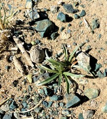 Convolvulus ammannii