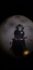 Harpalus cordifer