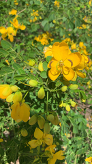 Senna pendula