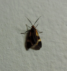 Dycladia
