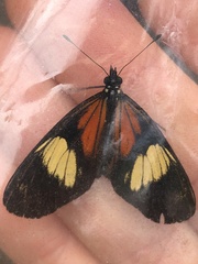 Castilia perilla