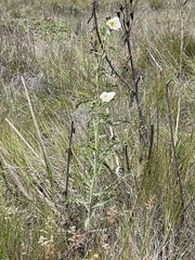 Argemone glauca