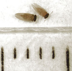 Ctenarytaina insularis