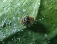 Clitostethus arcuatus