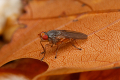 Heleomyzidae