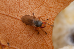Heleomyzidae