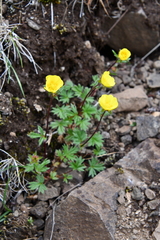 Potentilla hyparctica