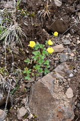 Potentilla hyparctica