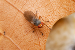 Heleomyzidae