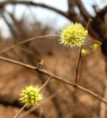Combretum mossambicense