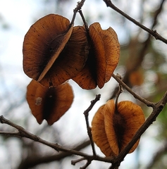 Combretum mossambicense